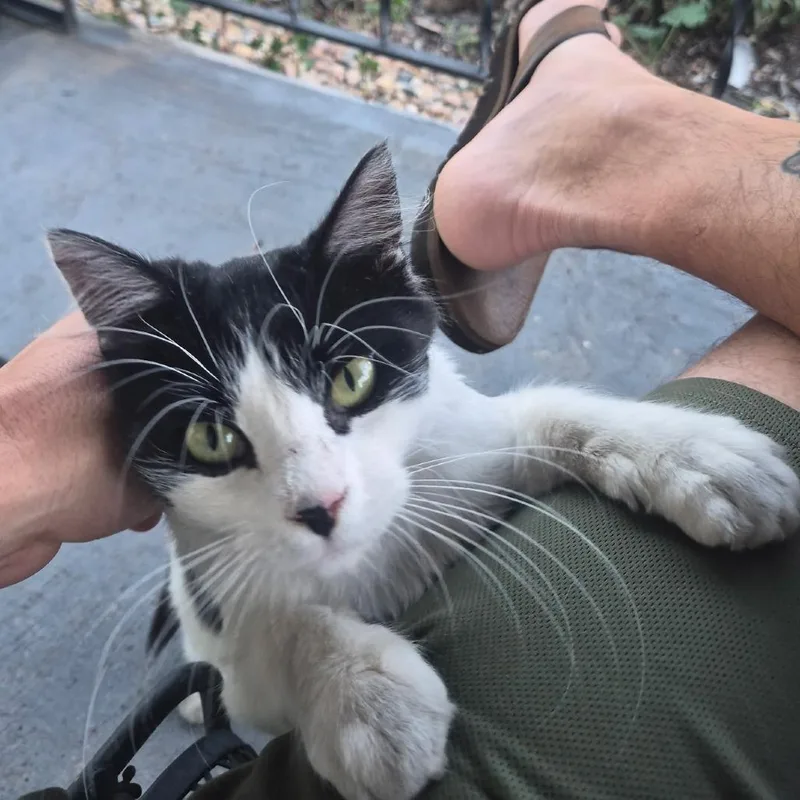 A young medium-sized male Black Domestic Short Hair cat named Gizmo for adoption in Denver, CO