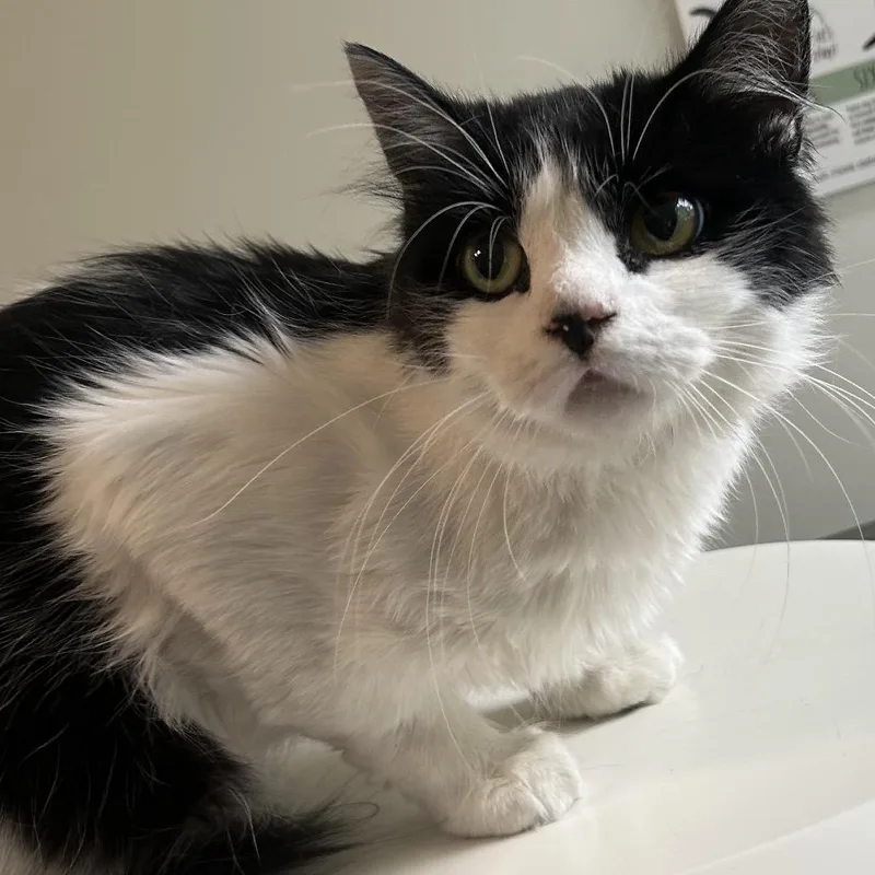 Gizmo thumbnail 2