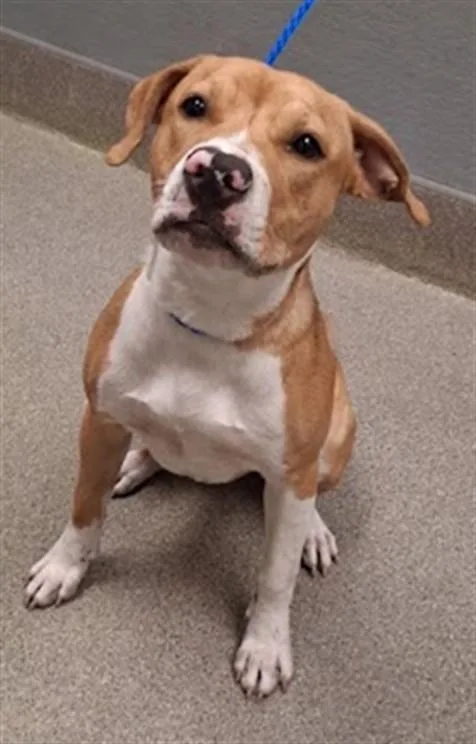 A young medium-sized female Boxer dog named Ani for adoption in Las Vegas, NV