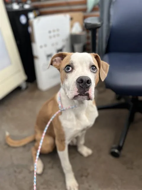 A young large-sized male Mixed Breed dog named Mussel for adoption in Dallas, TX