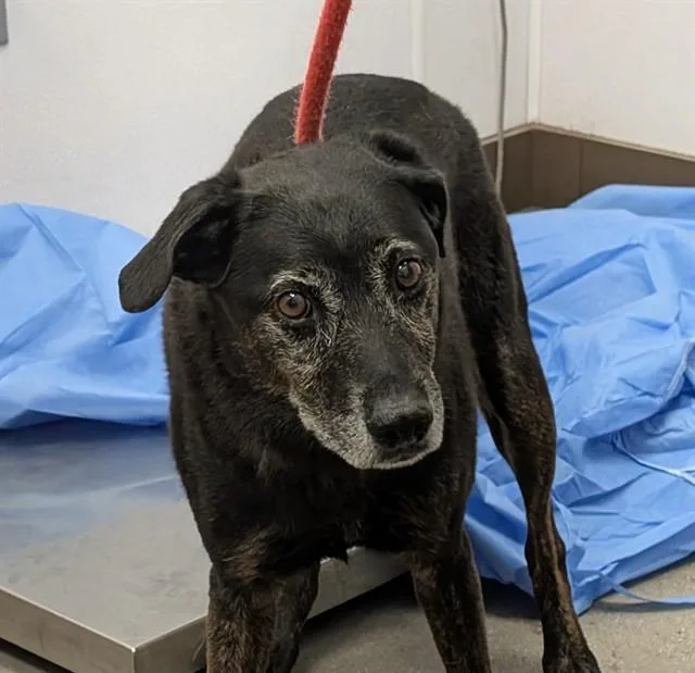 An adult medium-sized male Labrador Retriever dog named Max for adoption in Tucson, AZ
