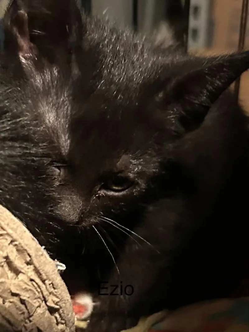 A baby medium-sized male Black Domestic Short Hair cat named Ezio for adoption in hinckley, IL
