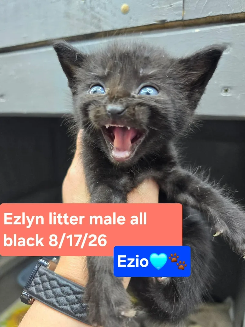 Ezio thumbnail 3