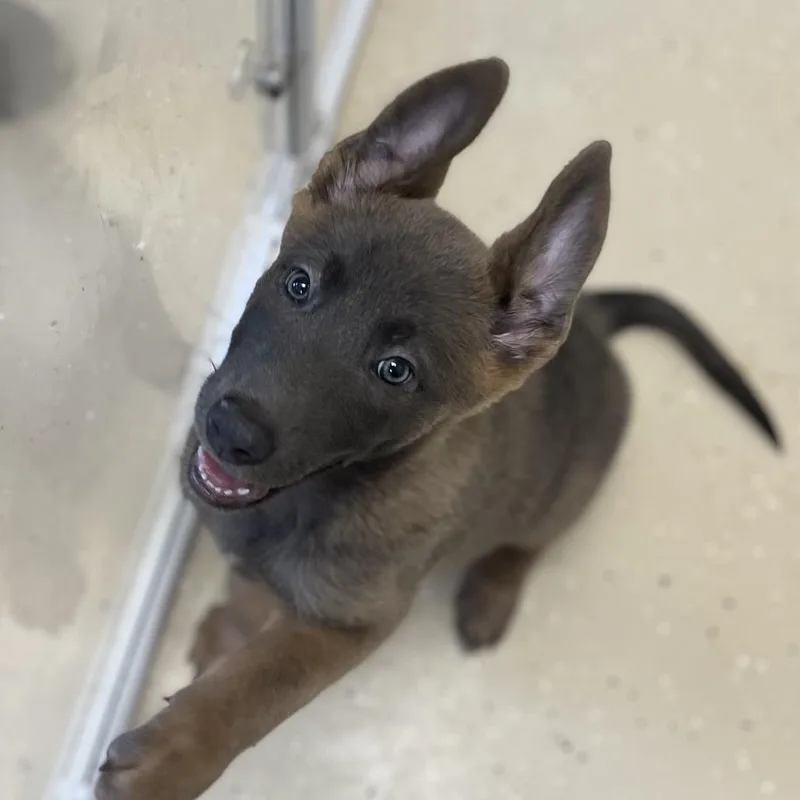 A baby medium-sized male Belgian Shepherd / Malinois dog named Sachpreet for adoption in Cumming, GA