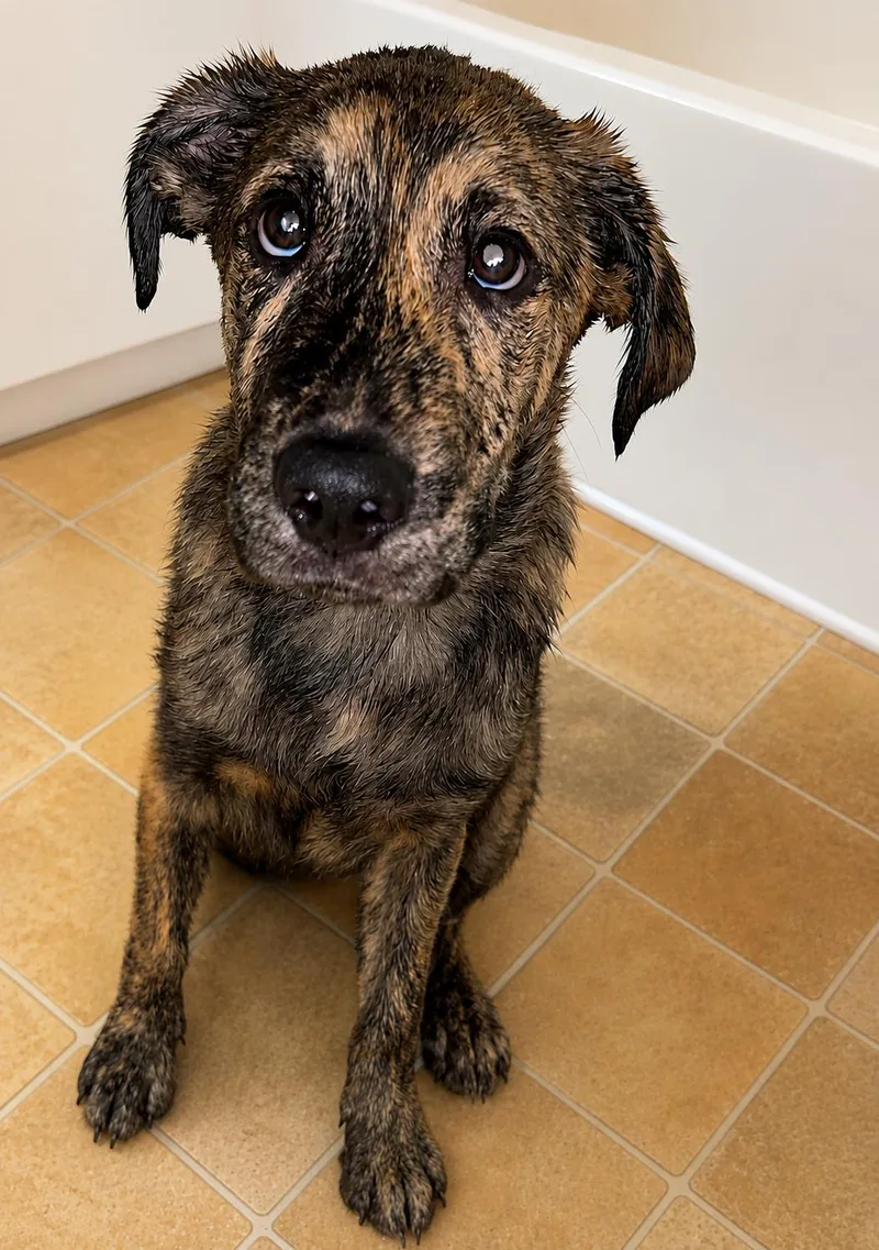 A baby extra large-sized male Anatolian Shepherd dog named Apollo for adoption in Grand Bay, AL