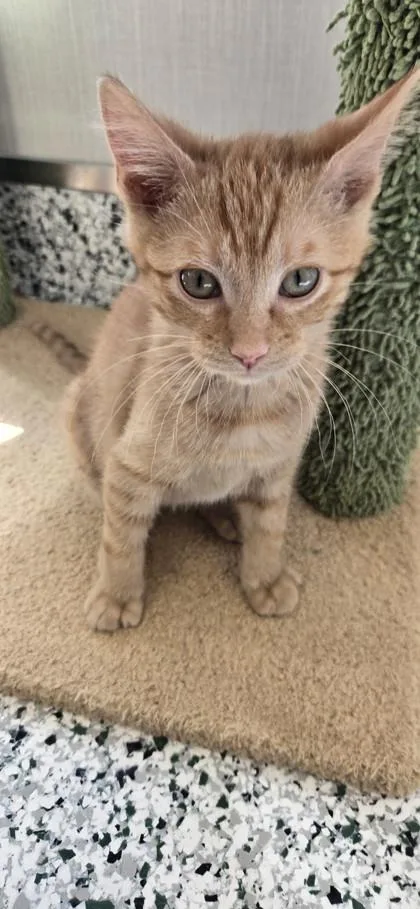 A baby small-sized female Domestic Short Hair cat named Pink Lady for adoption in Fergus Falls, MN