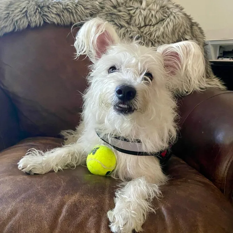 An adult medium-sized male White / Cream Mixed Breed dog named Charlie for adoption in Pensacola, FL