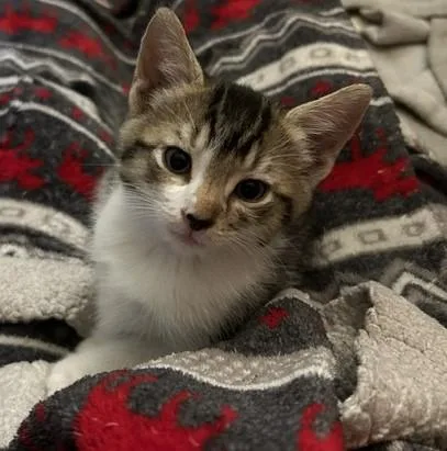 A baby medium-sized male Tabby (Brown / Chocolate) Domestic Short Hair cat named Neptune for adoption in Great Mills, MD