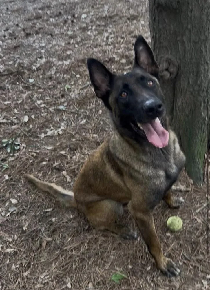 An adult large-sized male Apricot / Beige Belgian Shepherd / Malinois dog named Judge  Located In for adoption in Imlay City, MI