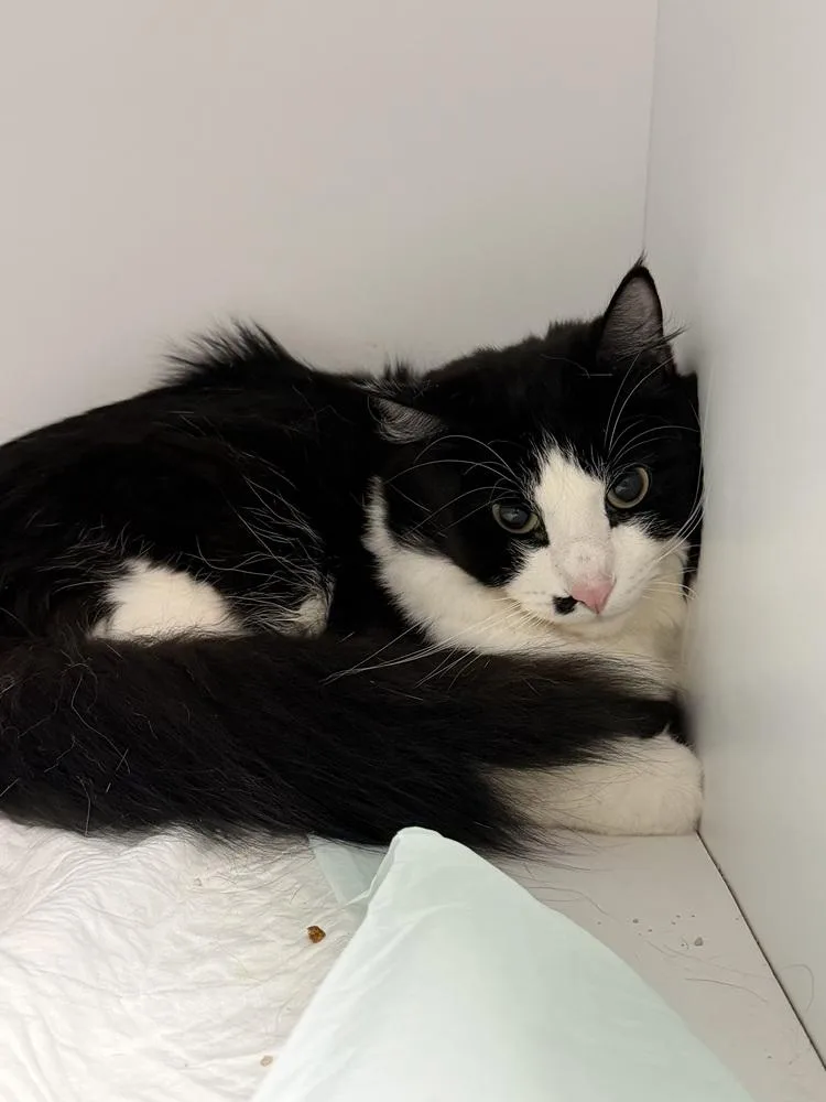 An adult large-sized male Black & White / Tuxedo Domestic Short Hair cat named Freddy for adoption in Ontario, CA