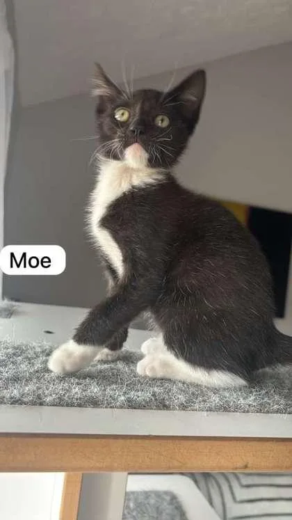 Moe