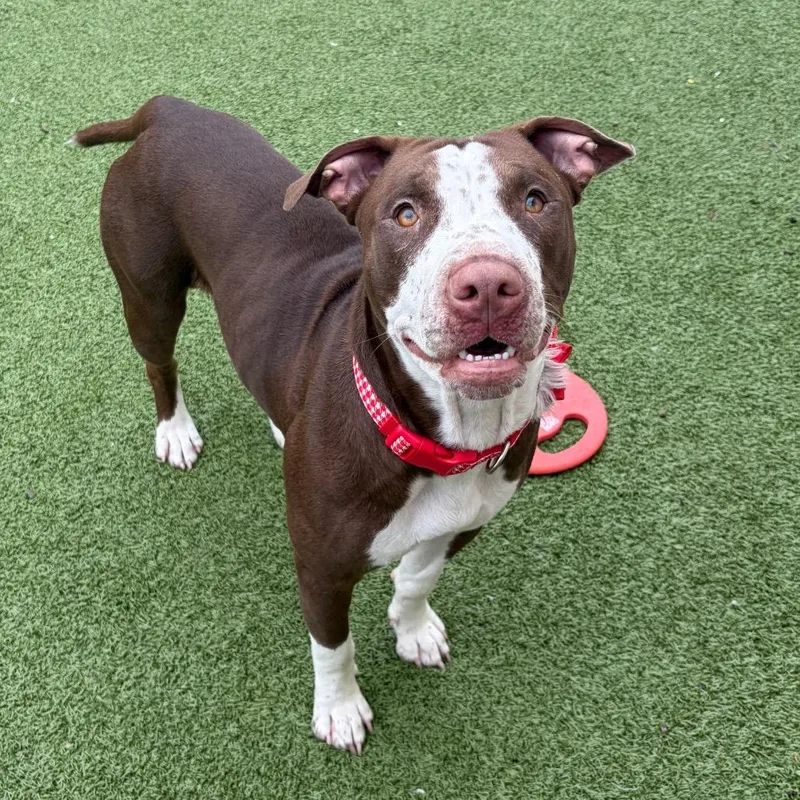 An adult medium-sized female Brown / Chocolate Pit Bull Terrier dog named Evanescence for adoption in Binghamton, NY
