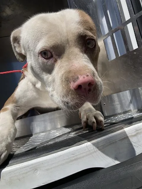 An adult large-sized male Mixed Breed dog named Kairo for adoption in Dallas, TX