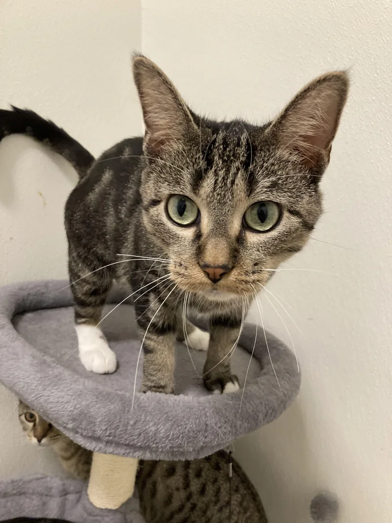 A young medium-sized female Tabby (Brown / Chocolate) Domestic Short Hair cat named Chic for adoption in Kankakee, IL