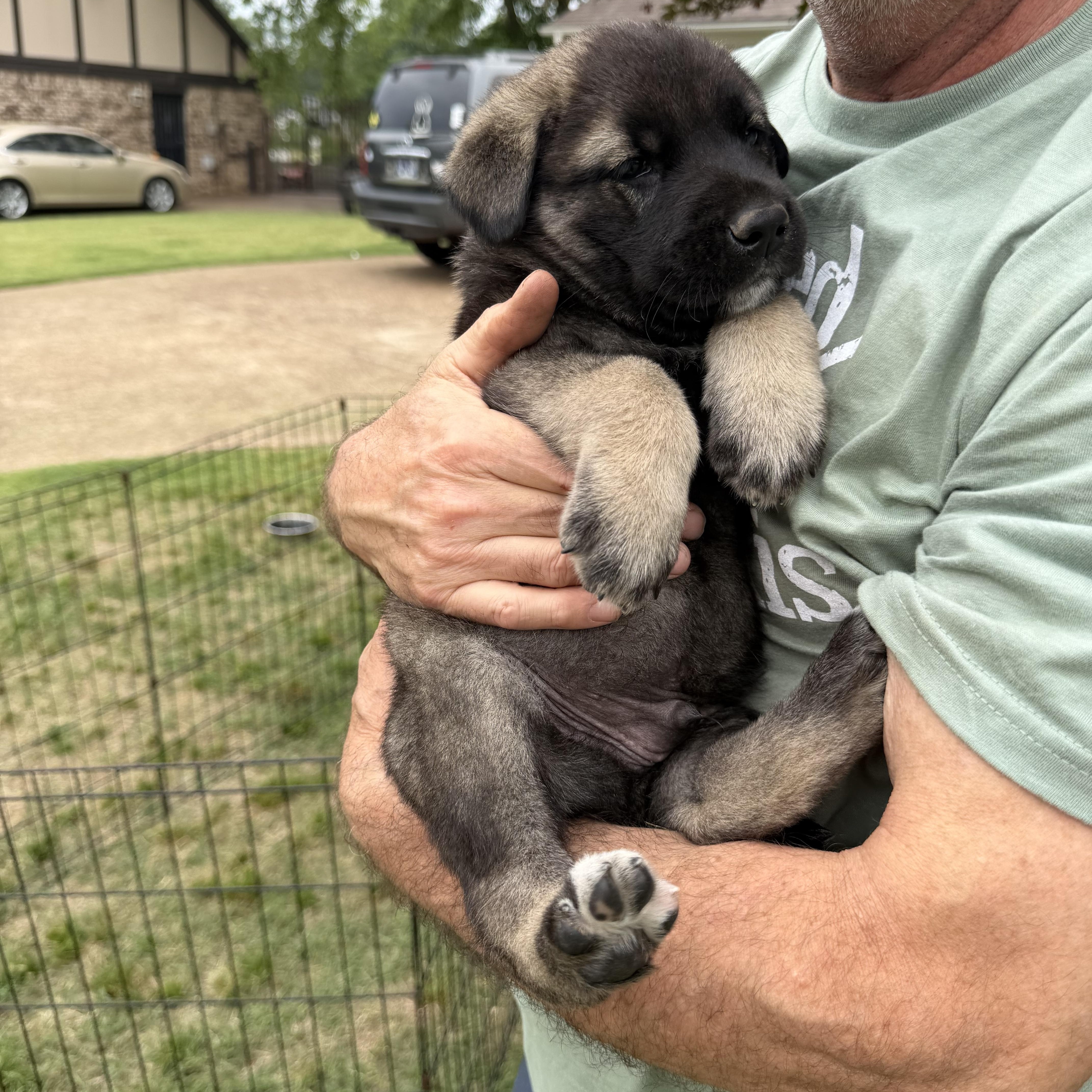 A baby medium-sized male Bernese Mountain Dog dog named Smudge for adoption in Cordova, TN