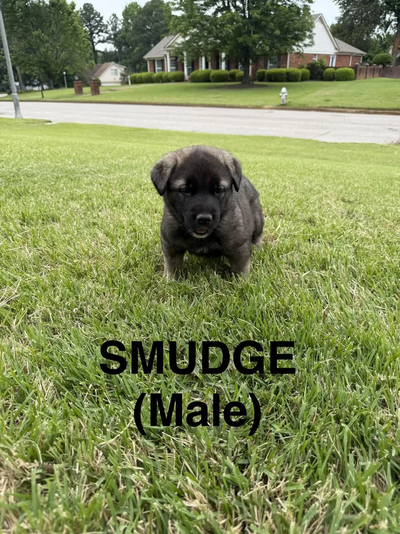 Smudge thumbnail 4