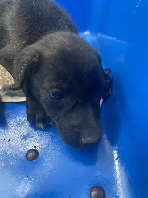 A baby large-sized female Mixed Breed dog named Bobby for adoption in Dallas, TX