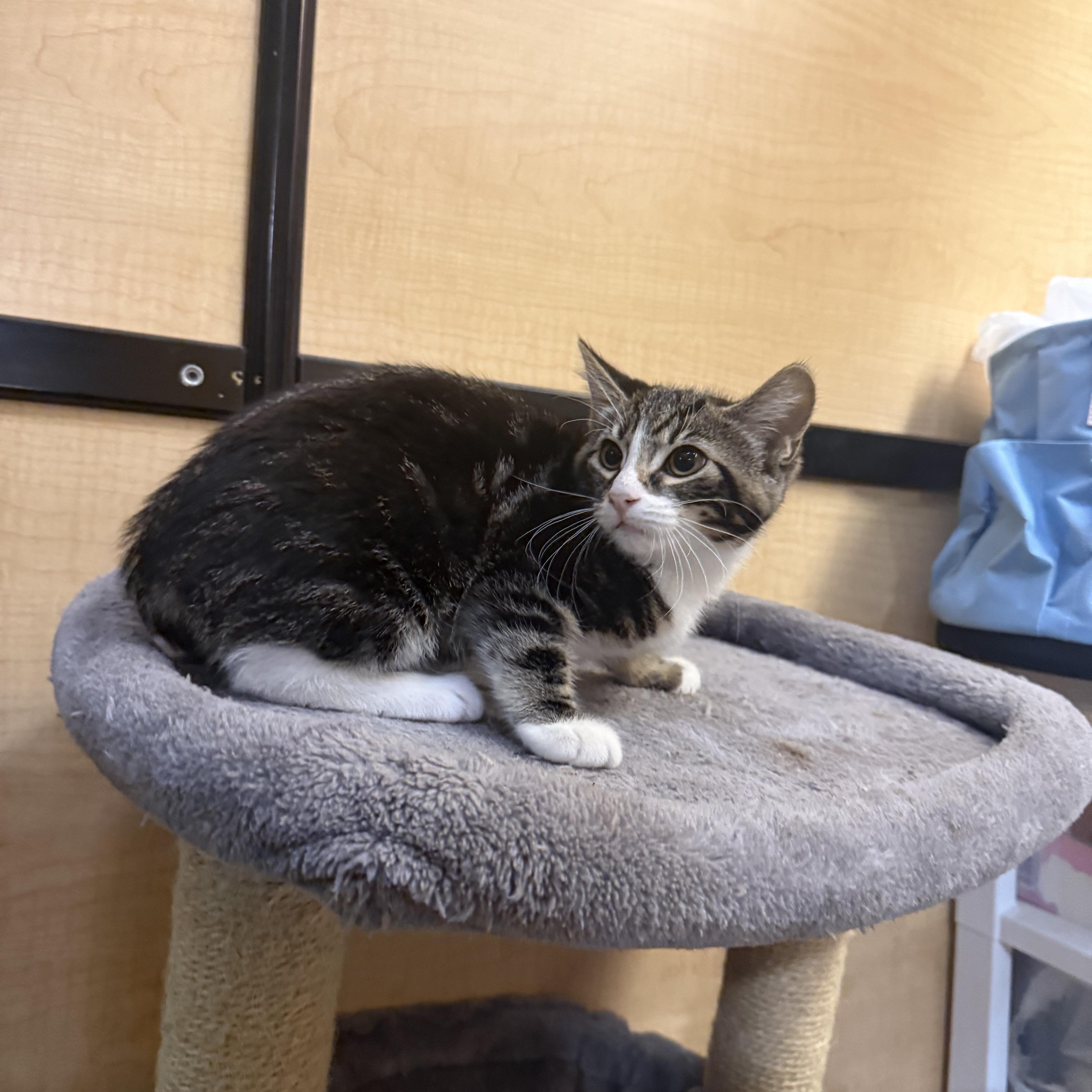 A baby medium-sized female Tabby (Buff / Tan / Fawn) Domestic Short Hair cat named Twinkle for adoption in Fresno, CA
