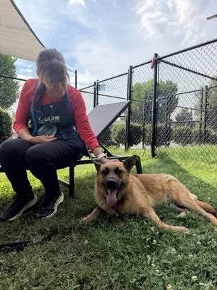 An adult large-sized female Mixed Breed dog named Weatherly for adoption in Chamblee, GA