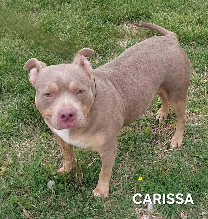 An adult large-sized female American Bulldog dog named Carissa for adoption in Evansville, IN
