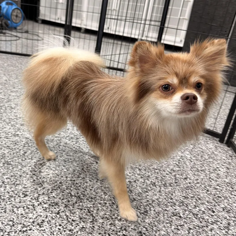 A young small-sized male Merle (Red) Pomeranian dog named Woodstock for adoption in ontario, CA
