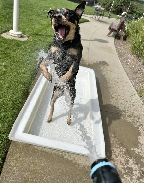 An adult medium-sized female Australian Cattle Dog / Blue Heeler dog named Ixora for adoption in Oakland, CA