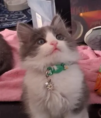 A baby small-sized female Domestic Short Hair cat named Franchesca for adoption in Van Nuys, CA