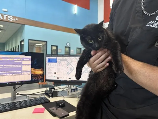 A young small-sized female Domestic Medium Hair cat named Misty for adoption in Garland, TX