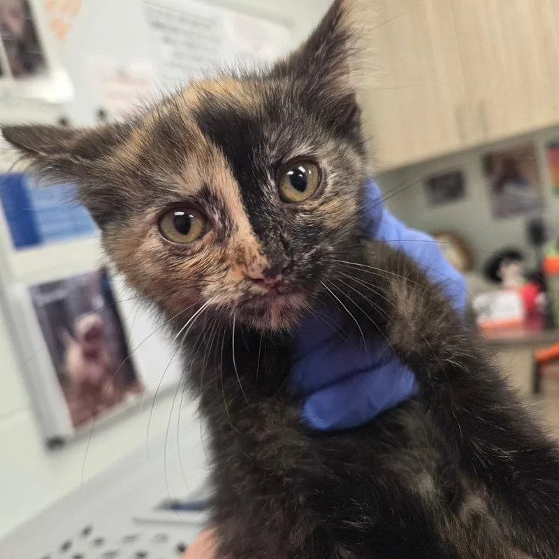A baby small-sized female Tortoiseshell Domestic Short Hair cat named Provino for adoption in Chattanooga, TN
