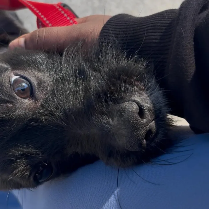 A young medium-sized male Black Mixed Breed dog named Milo for adoption in Philadelphia, PA