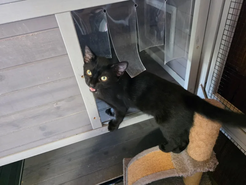 A young medium-sized male Black Domestic Short Hair cat named Onyx for adoption in Blairsville, GA