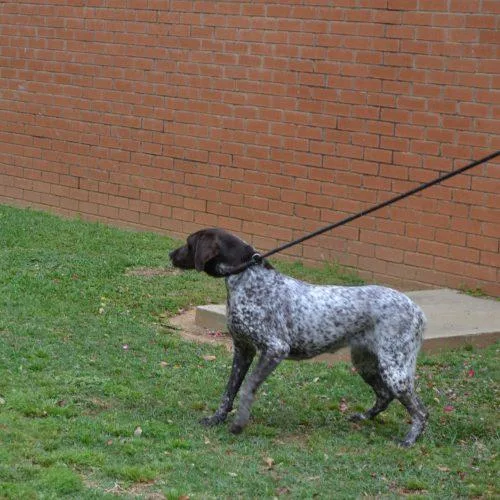 An adult large-sized female German Shorthaired Pointer dog named Buttons & Bows for adoption in Jackson, LA