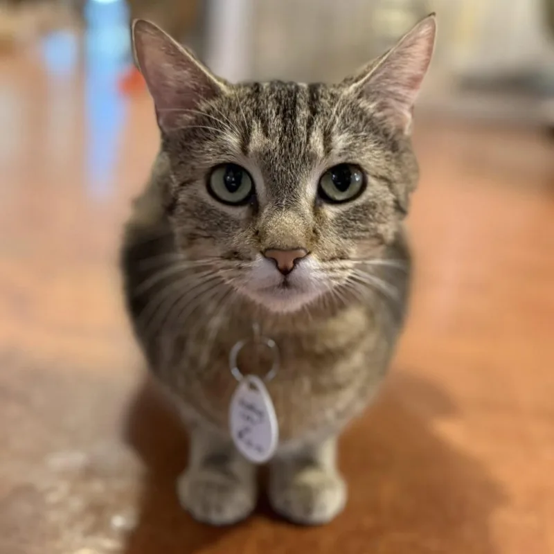 An adult small-sized female Domestic Short Hair cat named Wedding Cake for adoption in Tucson, AZ