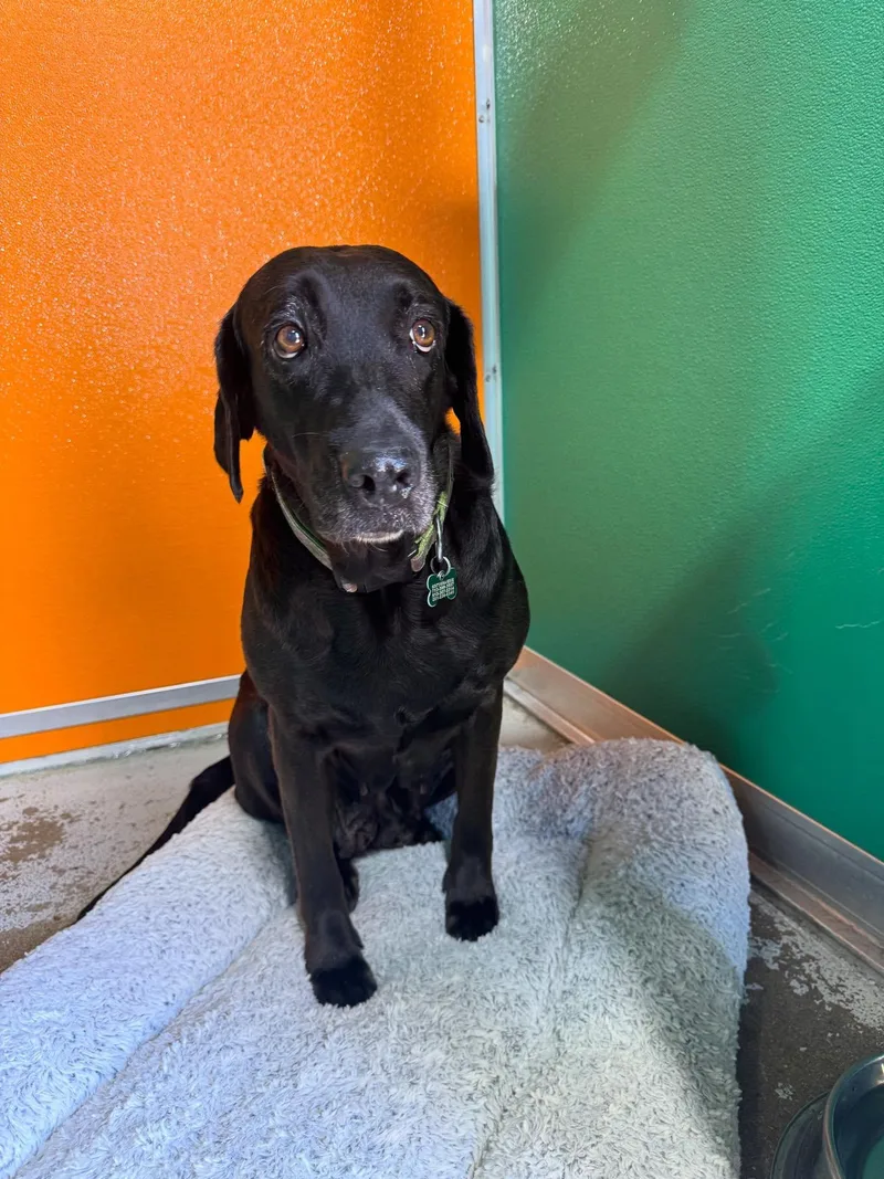 Lucy & Rose thumbnail 2