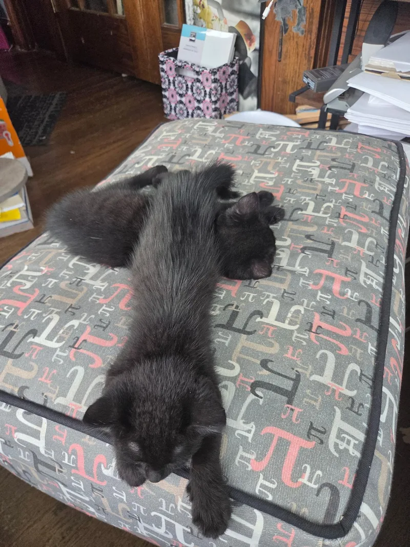 A baby medium-sized male Black American Shorthair cat named Europa for adoption in Wadsworth, IL
