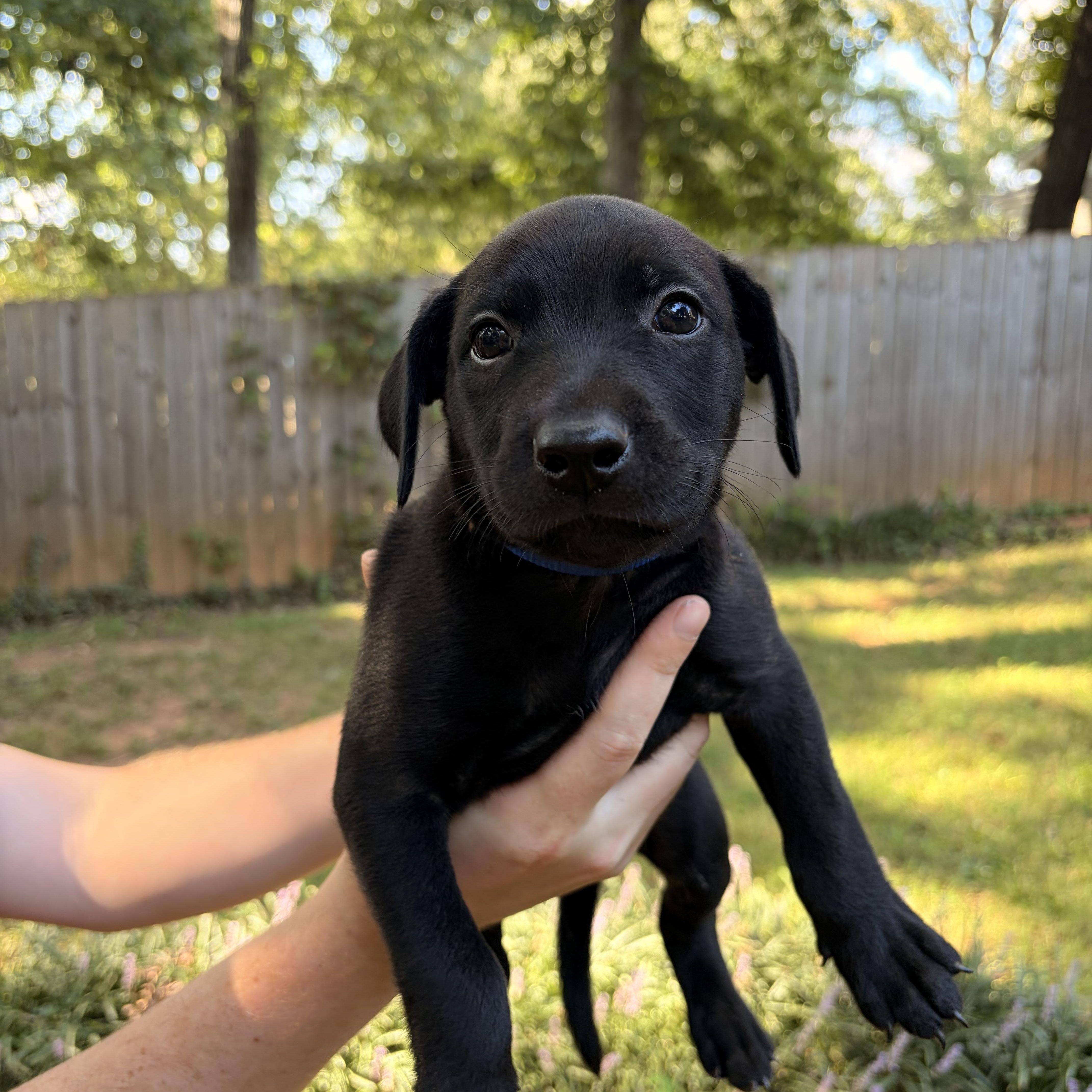 A baby medium-sized male Black Labrador Retriever dog named Call for adoption in Rock Hill, SC
