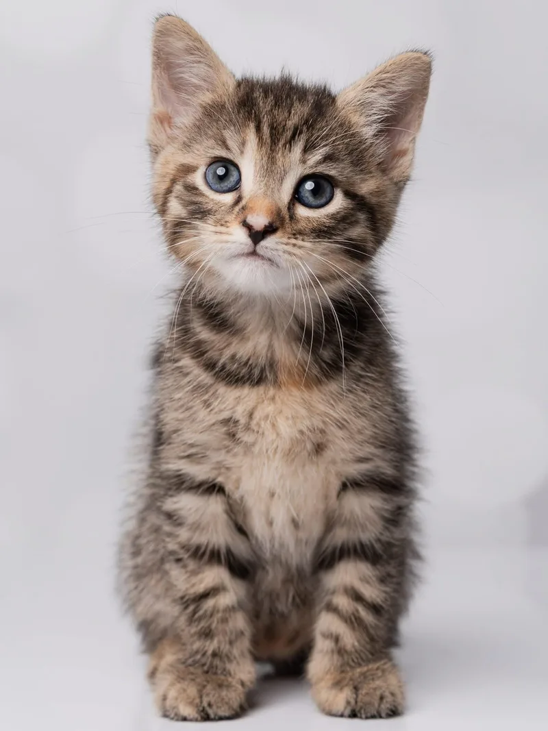 A baby medium-sized female Torbie cat named Teacake for adoption in Kenhorst, PA