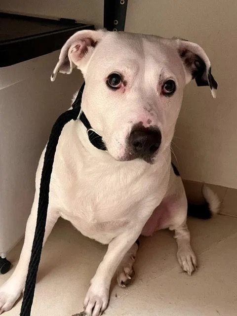 A senior medium-sized female Pit Bull Terrier dog named Rhonda for adoption in Webster, WI