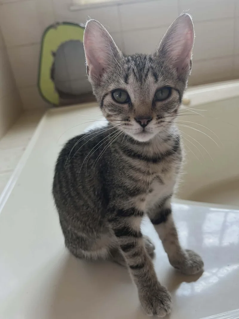 A baby medium-sized female Domestic Short Hair cat named Lulu for adoption in Holbrook, NY