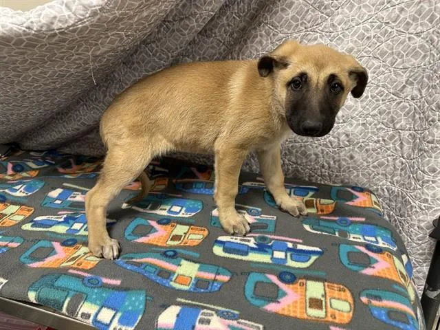 A baby small-sized female German Shepherd Dog dog named Melon for adoption in Castaic, CA