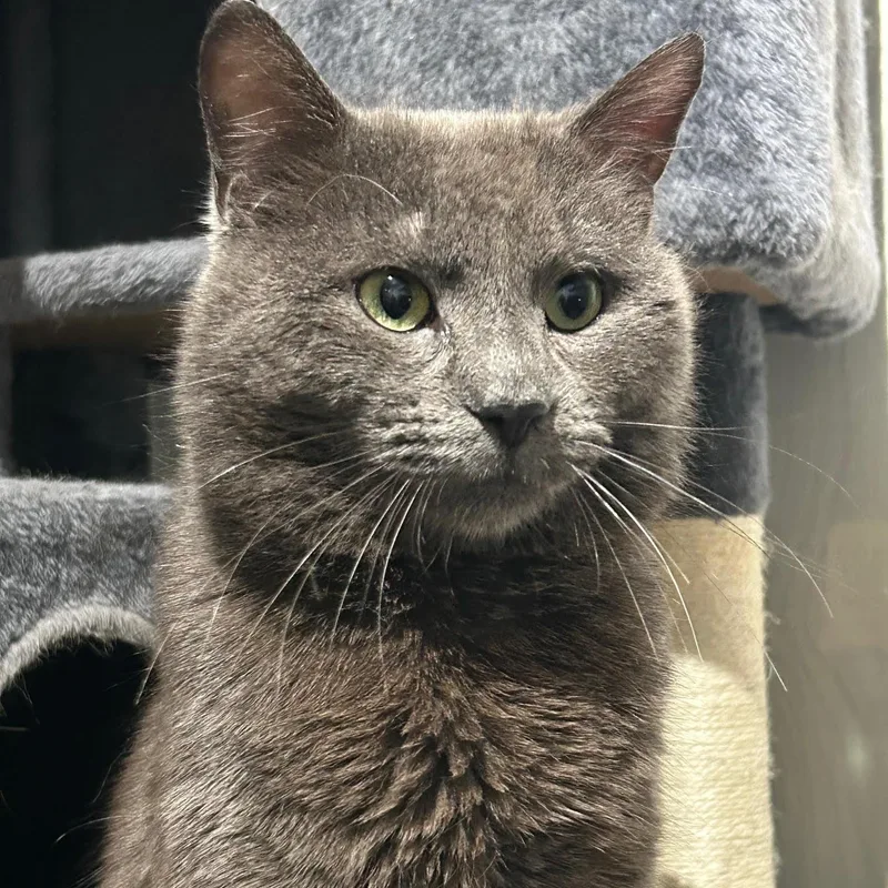 An adult large-sized male Gray / Blue / Silver Domestic Short Hair cat named Duncan for adoption