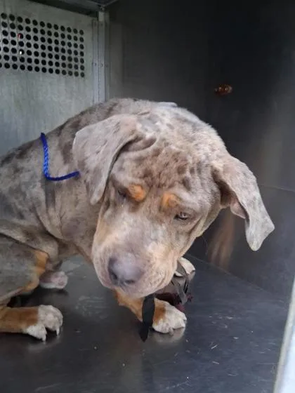 An adult extra large-sized male Mastiff dog named Creed for adoption in Shreveport, LA