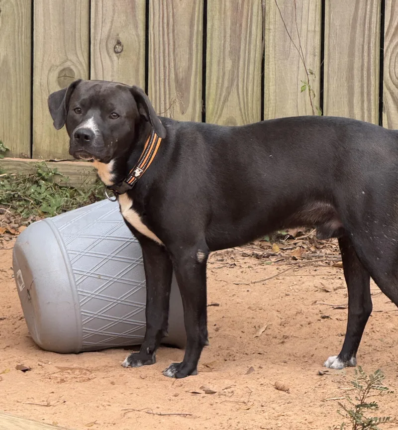 An adult medium-sized male Labrador Retriever dog named ~ Courtesy ~ Kevin for adoption in Mobile, AL