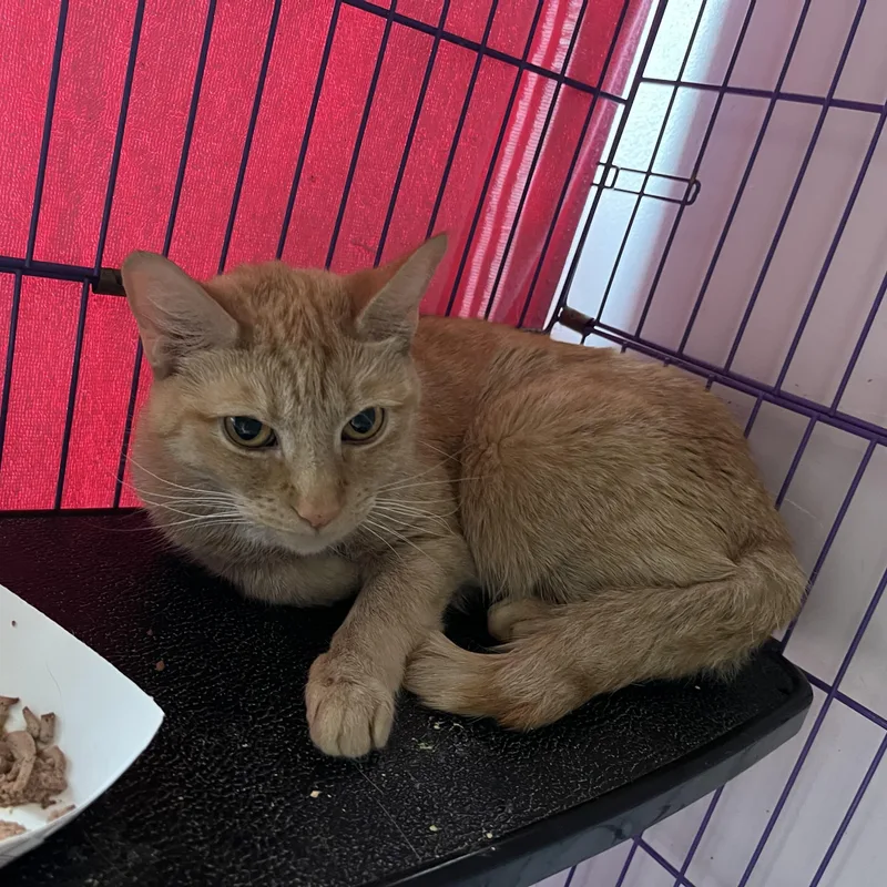 An adult medium-sized female Orange & White Domestic Short Hair cat named Mila for adoption in Salisbury, MA