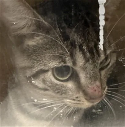 A young large-sized male Domestic Short Hair cat named Fonzie for adoption in Los Angeles, CA