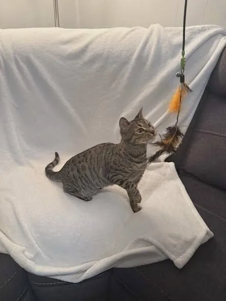 Bisquick thumbnail 2