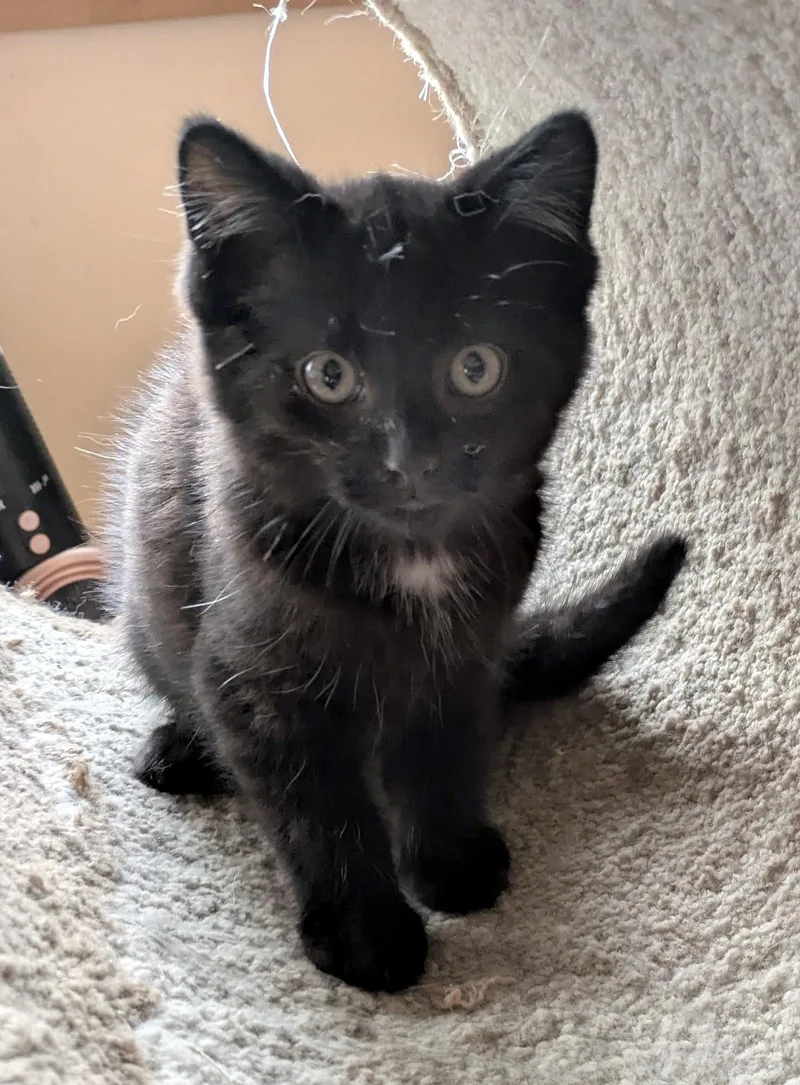A baby medium-sized male Domestic Short Hair cat named Denzel for adoption in Wadsworth, OH