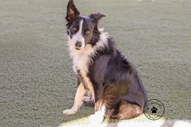 An adult medium-sized female Border Collie dog named Lucy for adoption in Allen, TX