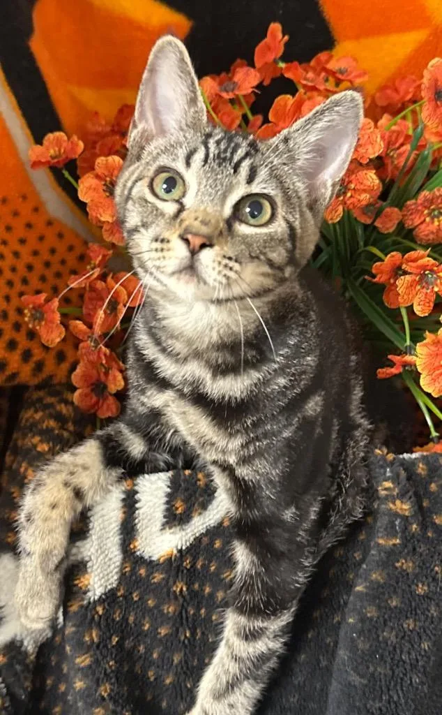 A baby small-sized male Domestic Short Hair cat named Rye for adoption in Stillwater, OK