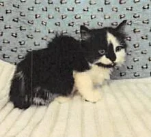 A baby small-sized female Domestic Short Hair cat named Ute for adoption in Largo, FL